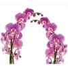 Wenko Multi-Platte Orchideenblüte Für Glaskeramik Kochfelder Mehrfarbig 2 Wenko Multi-Platte Orchideenblüte Für Glaskeramik Kochfelder Mehrfarbig -Küchenarmaturen Geschäft 4008838146699 1068 01