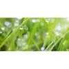 Spritzschutz-Rückwand WandArt Easy 120 Cm X 58,5 Cm Grass (D4002P BRIL) FSC® -Küchenarmaturen Geschäft 424237 3526 1